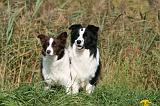 BORDER COLLIE 1355